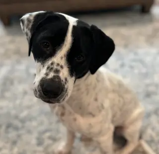 Dottie *URGENT FOSTER/ADOPTER NEEDED!