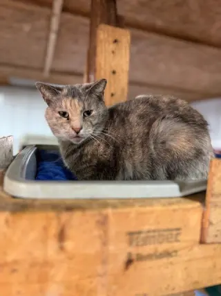 Possum