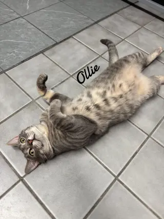 Ollie