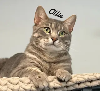 Ollie