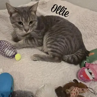 Ollie