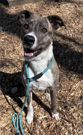 Sophia: Not at the shelter (Alan)