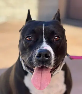 Rosie - Adopt Me!