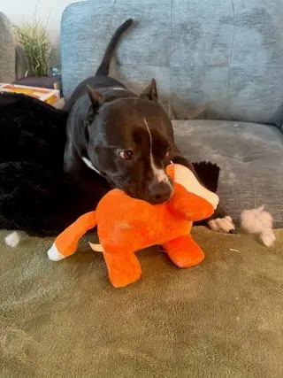 Rosie - Adopt Me!