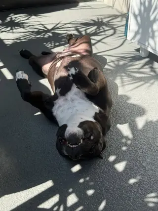 Rosie - Adopt Me!