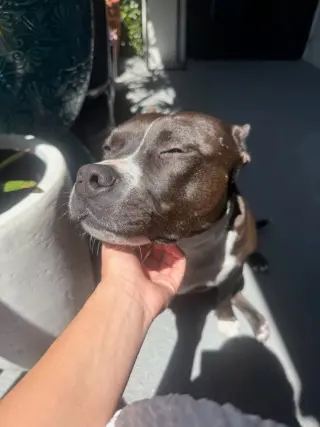 Rosie - Adopt Me!