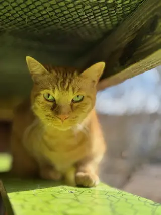 Purrcy