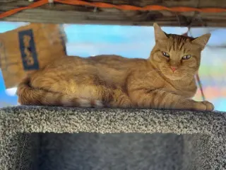 Purrcy