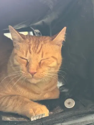 Purrcy