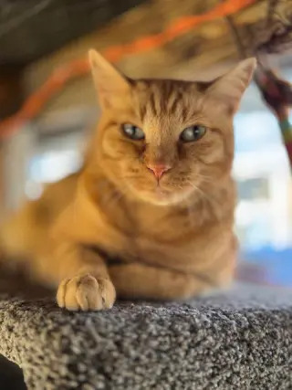 Purrcy