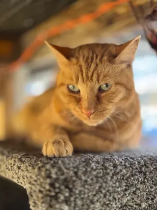 Purrcy