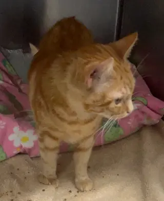 Tabitha