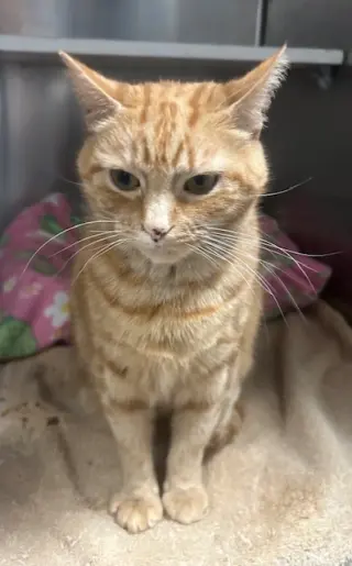 Tabitha