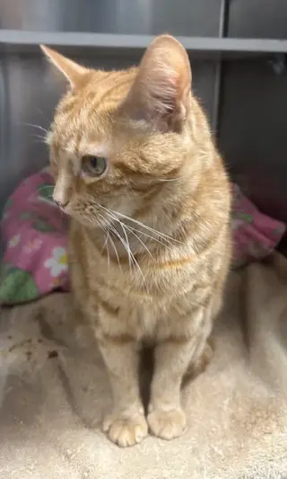 Tabitha