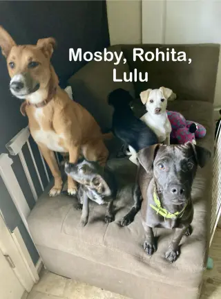 Mosby.