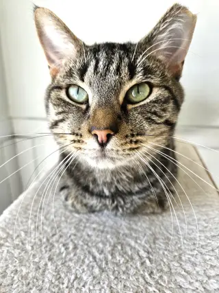 Flynn