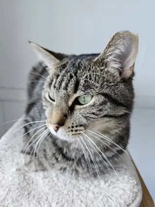 Flynn