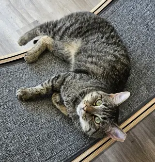 Flynn