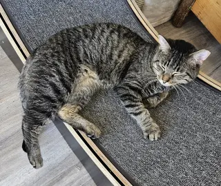 Flynn