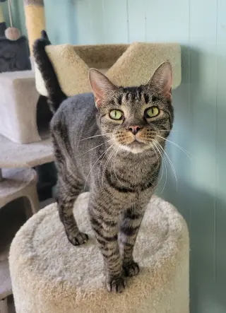 Sheila