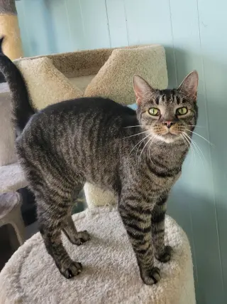 Sheila