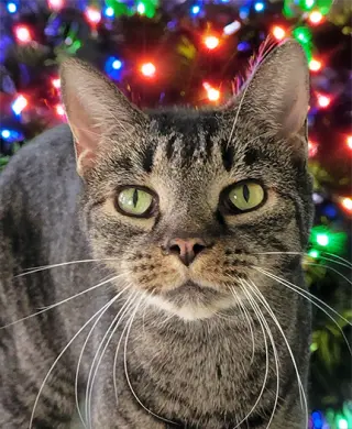 Sheila