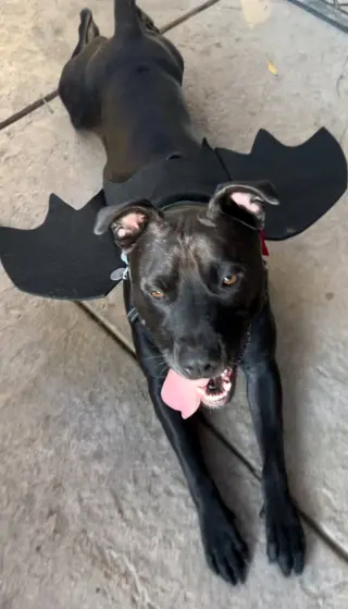 Loki