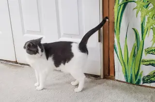 Tinker