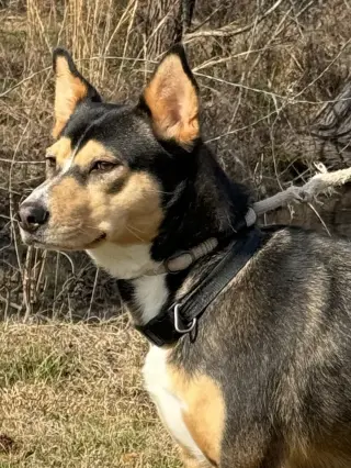 Peanut