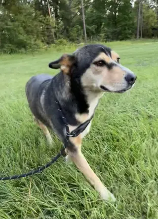 Peanut