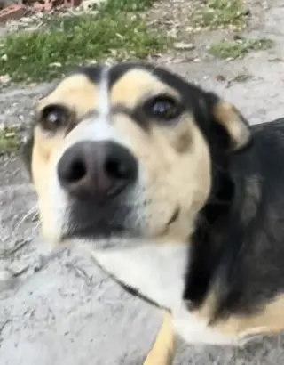 Peanut