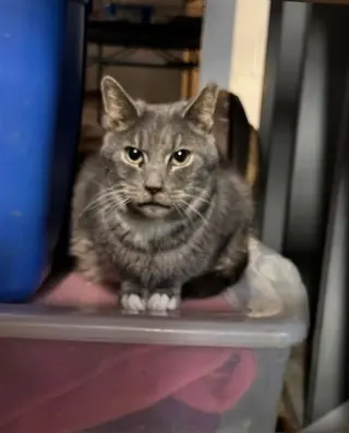 Lucy (Grayson's Sister)