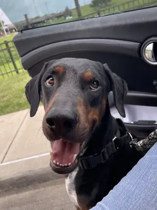 Hank