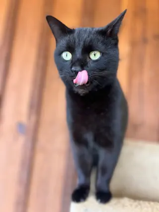 Gizmo