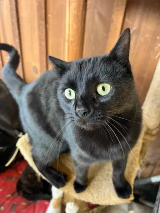 Gizmo