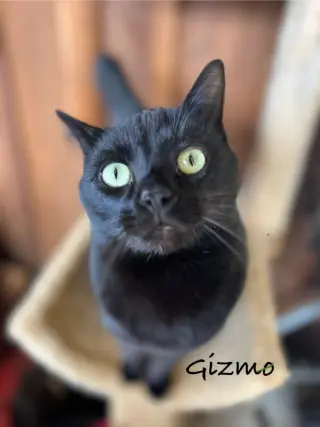 Gizmo