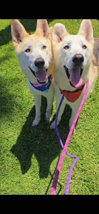 Cody & Comet