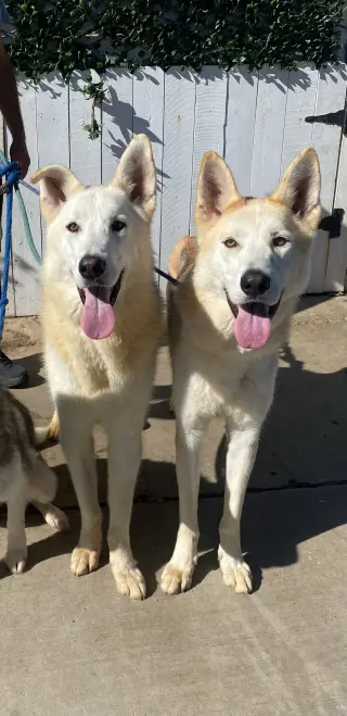 Cody & Comet