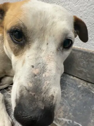 Sabrina