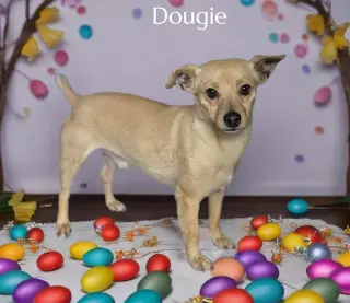 Dougie