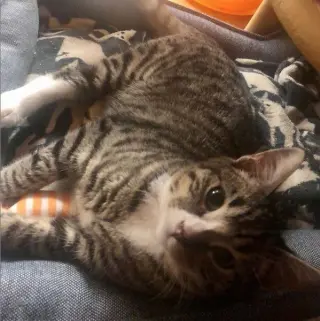 Alfie