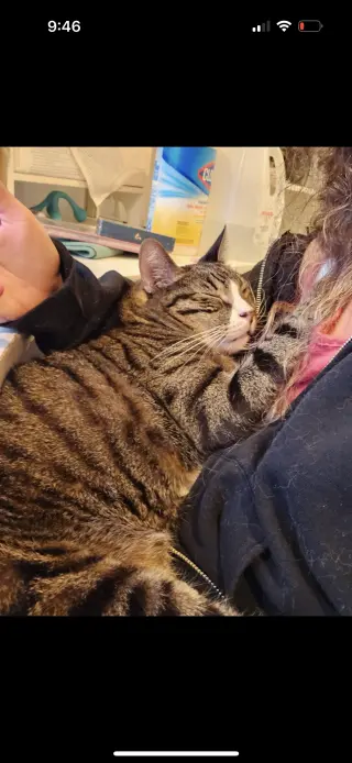 Alfie