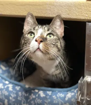 Alfie