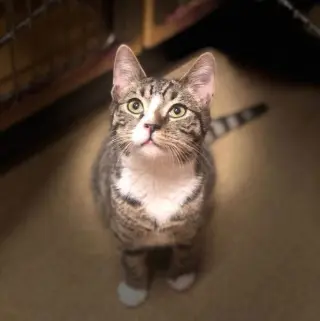 Alfie