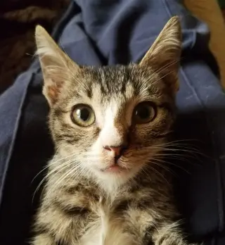 Alfie