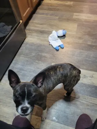 Cinny (currently being fostered in Florida)