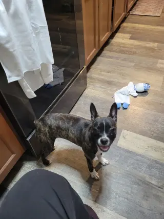 Cinny (currently being fostered in Florida)