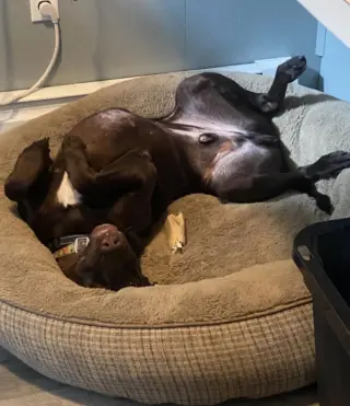 Pistol (Courtesy Post)