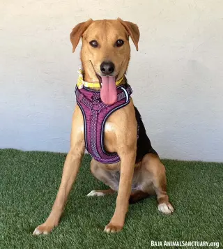 Susie
