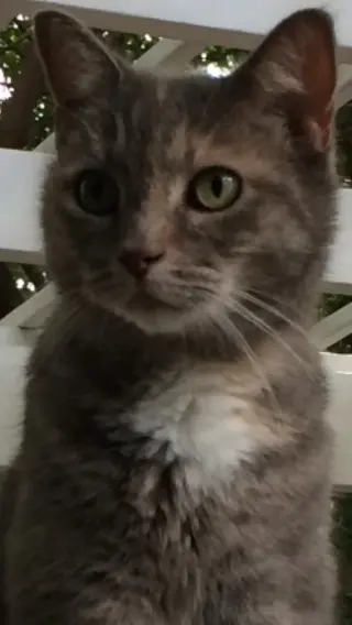 Kitty